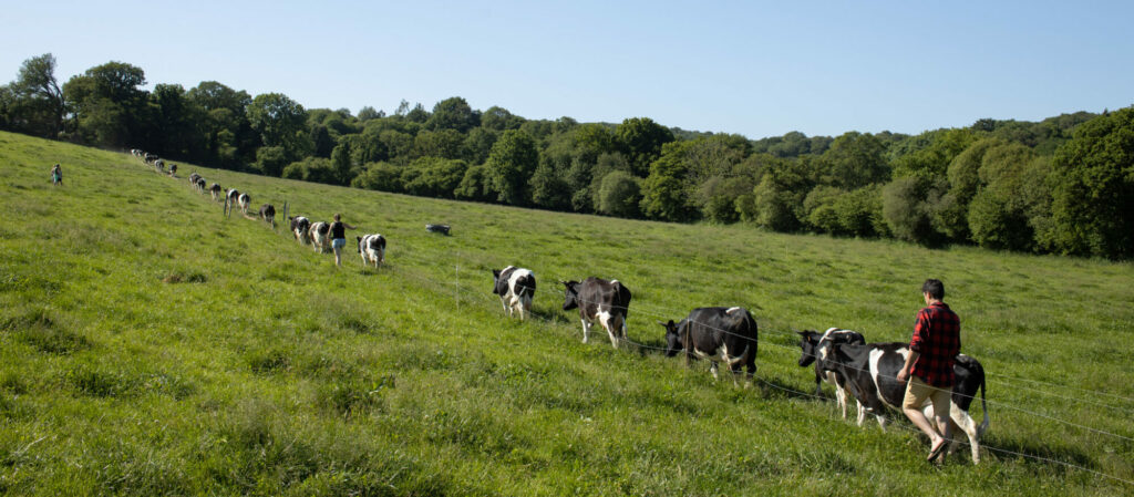 Vaches allant à la traite