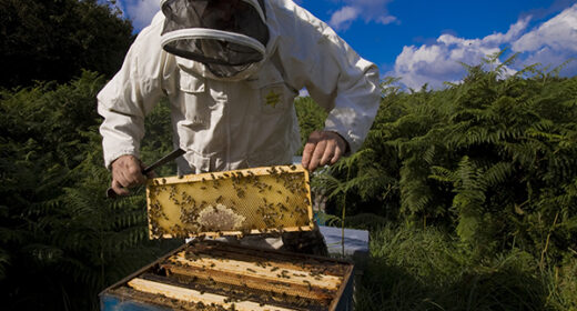 13 – Apiculture