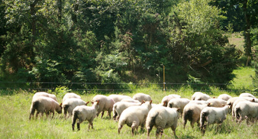 22 – Parasitisme Petits ruminants