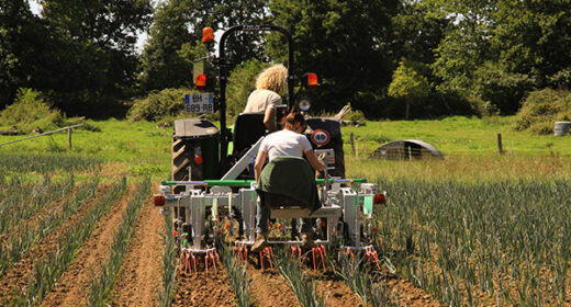 32 – Stades dé désherbage mécanique des légumes