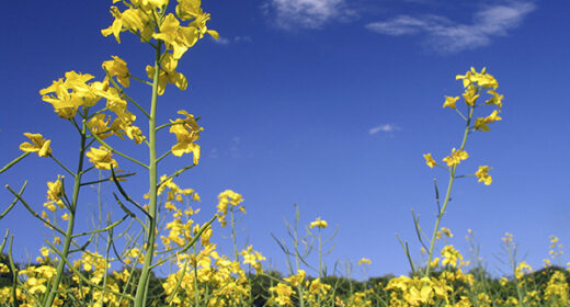 Yellow Flowers from Lower View