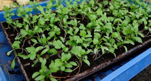 43 – Production de plants à la ferme