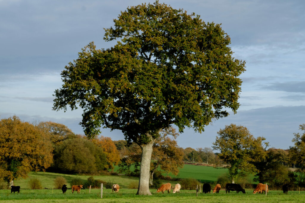 Vaches au pâturage