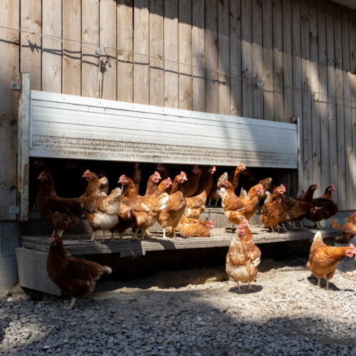 Poules bio