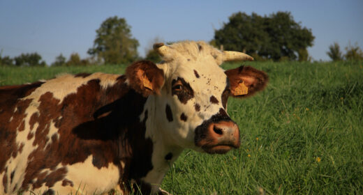 vache