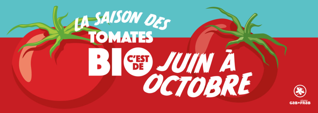 Tomate : Les débuts du chauffage infrarouge en serre hors-sol