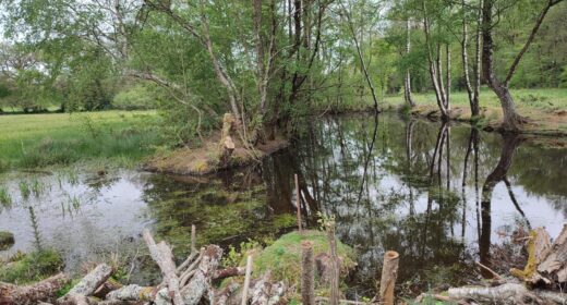 Fiche Biodiversité Création et entretien d'une mare