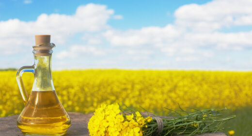 rapeseed oil (canola) on background field and sky