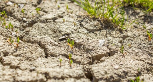 sol sécheresse climat
