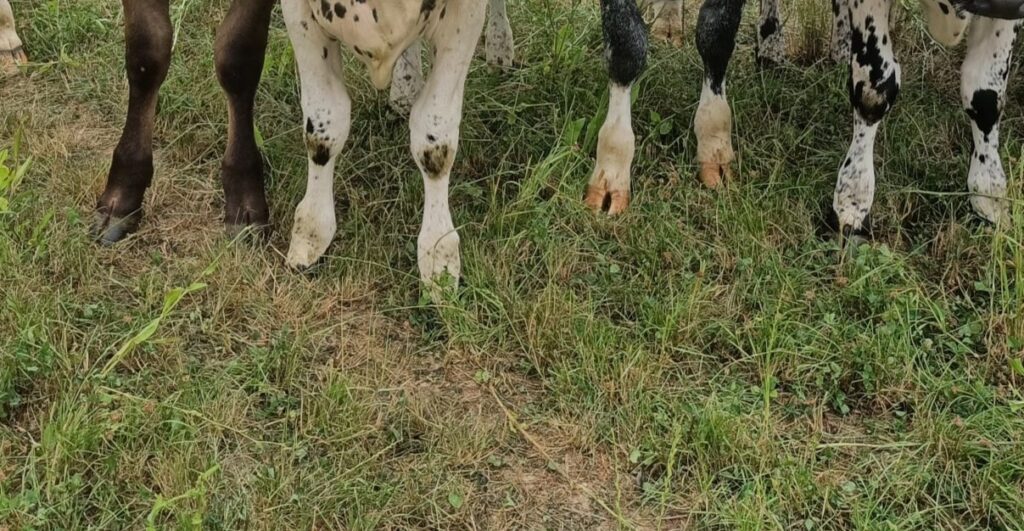 Parage chez la vache : découvrir les gestes et se corriger