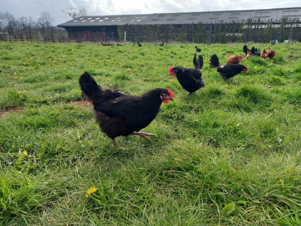 Photos de poules noires en de la ferme Meli Melo en extérieur